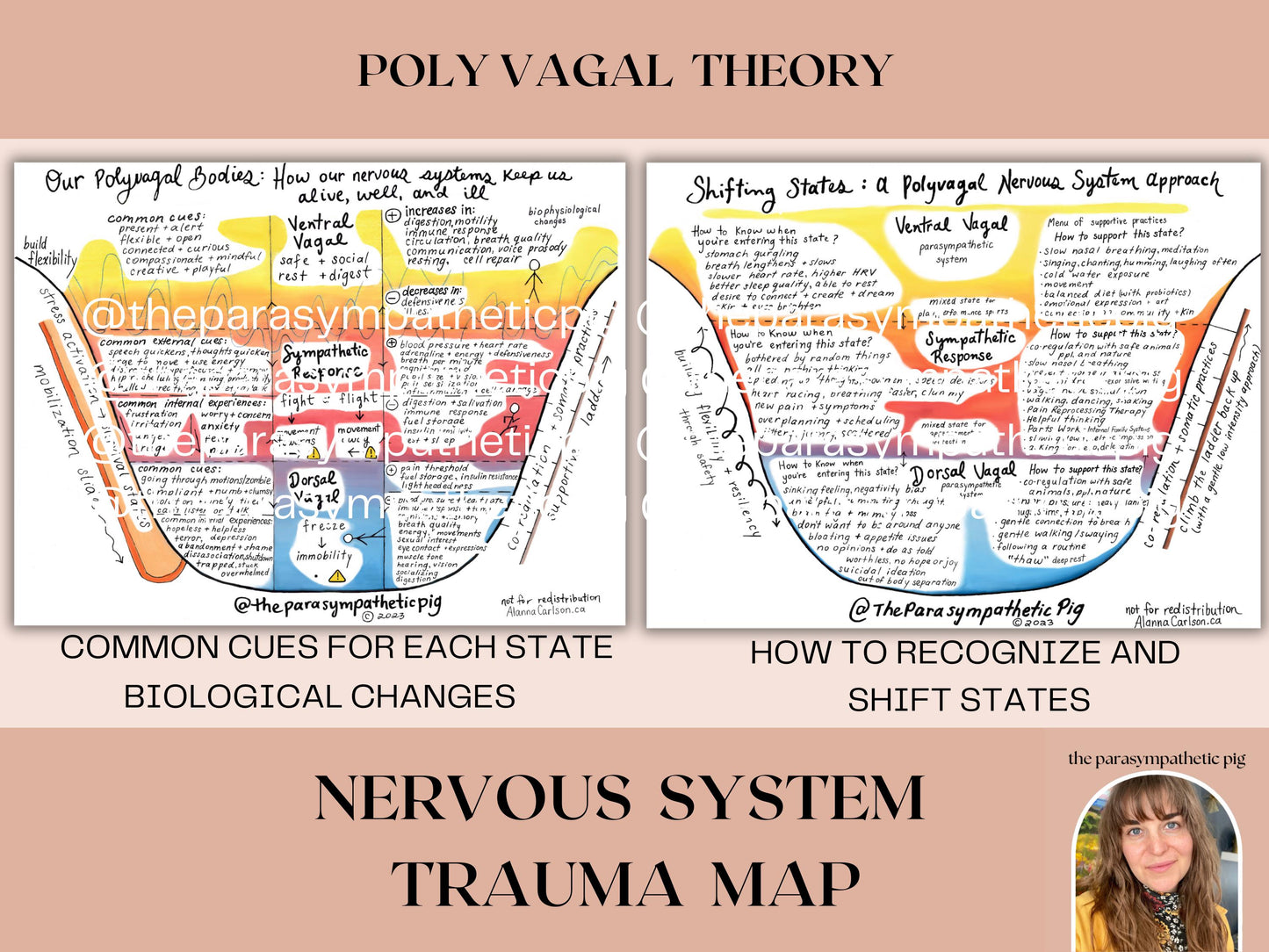 Trauma Healing Map | Autonomic Nervous System Regulation Poster | Stress Response Model Chart | Anxiety Treatment Guide & Education Aid